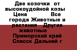 Две козочки  от высокоудойной козы › Цена ­ 20 000 - Все города Животные и растения » Другие животные   . Приморский край,Спасск-Дальний г.